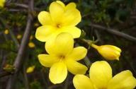如何區(qū)分迎春花和連翹花？