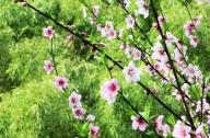 如何區(qū)分桃花和杏花？