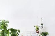 家庭綠植如何擺放更出彩？