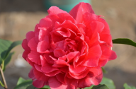 山茶花應(yīng)該怎么種植？