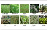 如何選擇岸邊陸生植物？