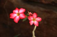 家庭養(yǎng)花：沙漠玫瑰的養(yǎng)護(hù)要點