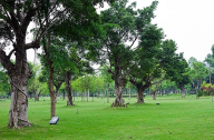 園林植物造景設(shè)計的美學原理