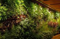 深圳立體綠化制度設專章