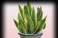 適合室內(nèi)的吸毒植物有哪些？