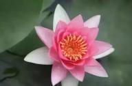 為什么千年古蓮能開花？