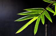 選擇園林植物時，如何巧妙利用植物的五行屬性？