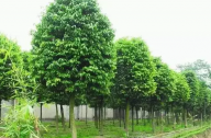 ?？诩爸苓叺貐^(qū)植物群落示例