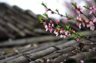 驅(qū)風(fēng)辟邪植物有哪些？