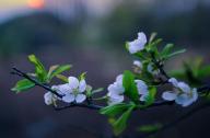 中性強(qiáng)耐蔭植物有哪些？