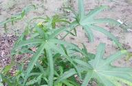 合軸叢生竹類(lèi)植物有哪些？