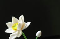如何栽植碗蓮？