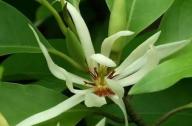 治療咳嗽的植物：白蘭花、丁香、藿香