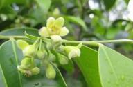 清熱祛風(fēng)，養(yǎng)心安神的植物：沉香