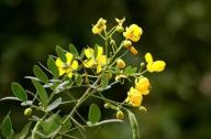 清肝明目，潤腸通便的植物：決明子、菊花