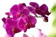 過年家里養(yǎng)什么植物風水好？