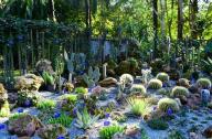 1月20日，中國科學(xué)院西雙版納熱帶植物園一年一度的多肉展如約而至